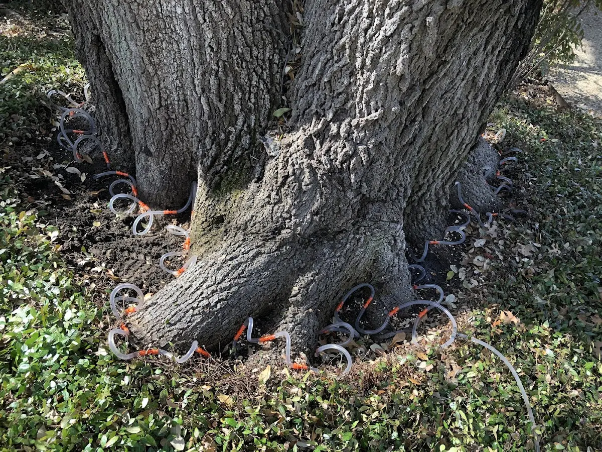 Detailed Tree Cabling and Bracing job site in Parish