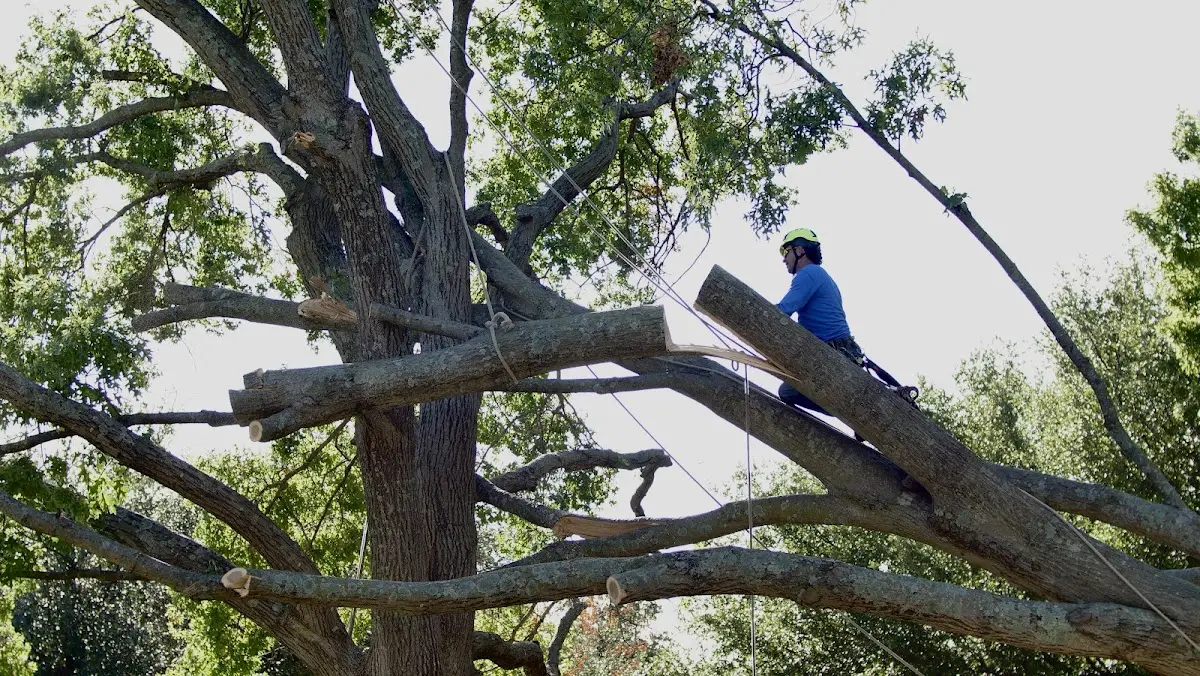 Professional Crown Thinning performed by certified arborists in Parish