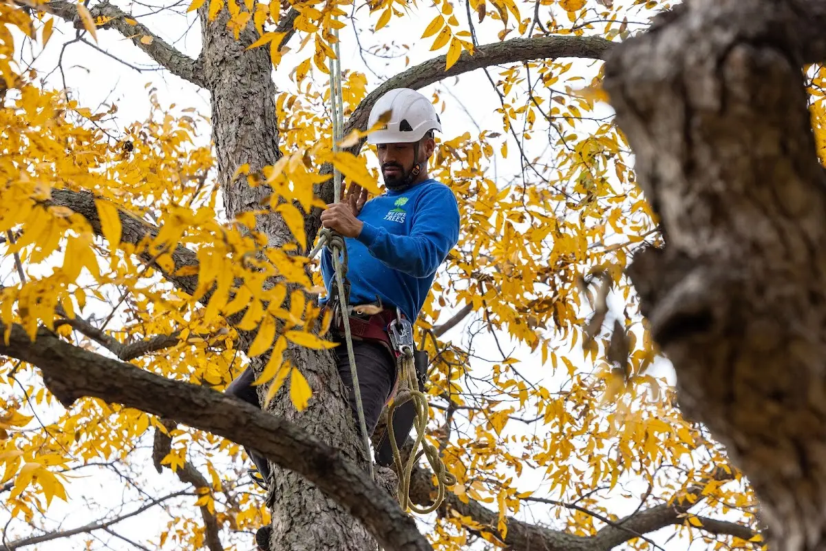 Skilled Tree Trimming crew working in Parish